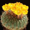 Matucana_aureiflora